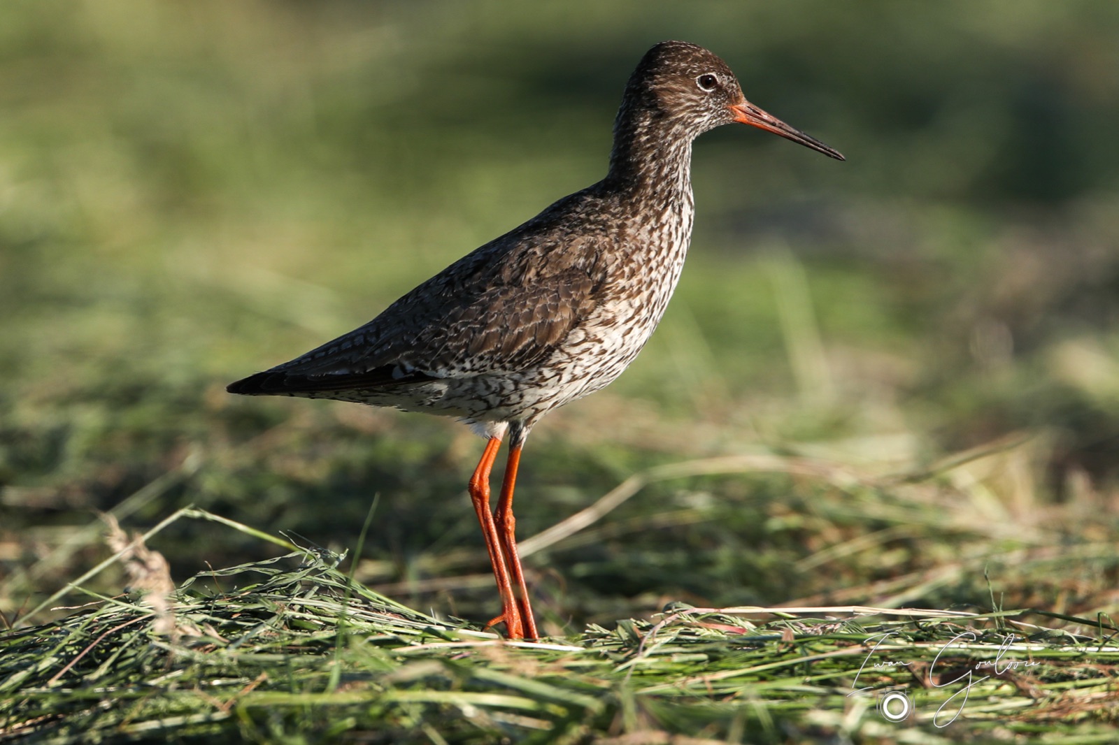 11 juni 2022 203058 1DX47062